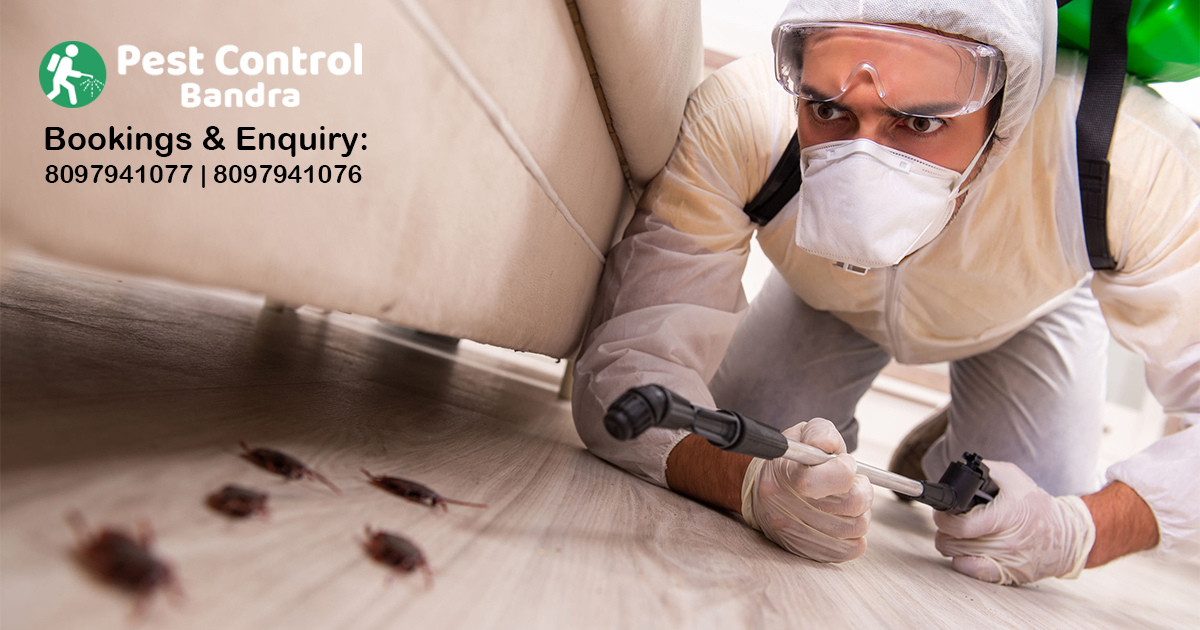 Cockroach Control in Bandra